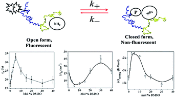 Graphical abstract: Structure and dynamics of lysozyme in DMSO–water binary mixture: fluorescence correlation spectroscopy