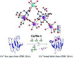 Graphical abstract: A water soluble calcium–sodium based coordination polymer: selective release of calcium at specific binding sites on proteins