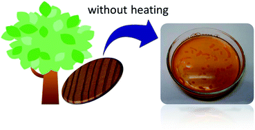 Graphical abstract: Dissolution of wet wood biomass without heating