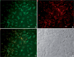 Graphical abstract: Thermal and pH sensitive multifunctional polymer nanoparticles for cancer imaging and therapy