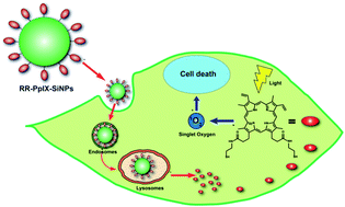 Graphical abstract: Stimuli-responsive protoporphyrin IX silica-based nanoparticles for photodynamic therapy in vitro