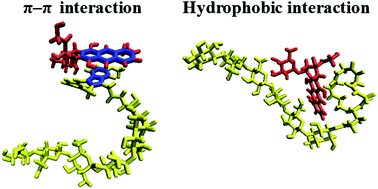 Graphical abstract: Molecular dynamics study on the interaction between doxorubicin and hydrophobically modified chitosan oligosaccharide