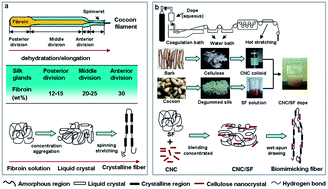Graphical abstract: Biomimicking the structure of silk fibers via cellulose nanocrystal as β-sheet crystallite