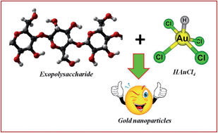 Graphical abstract: Synthesis of carbohydrate polymer encrusted gold nanoparticles using bacterial exopolysaccharide: a novel and greener approach