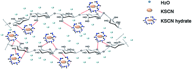 Graphical abstract: Dissolution behavior of deacetylated konjac glucomannan in aqueous potassium thiocyanate solution at low temperature