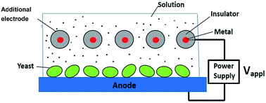 Graphical abstract: Electrostatically enhanced performance of a yeast-based microbial fuel cell