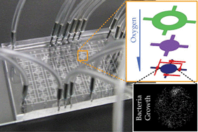 Graphical abstract: Microfluidic long-term differential oxygenation for bacterial growth characteristics analyses