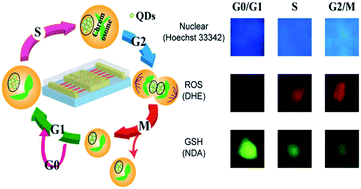 Graphical abstract: Statistical single-cell analysis of cell cycle-dependent quantum dot cytotoxicity and cellular uptake using a microfluidic system