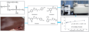 Graphical abstract: Matrix effects caused by phospholipids in multi-residue analysis for beta-agonists with liquid chromatography-electrospray tandem mass spectrometry