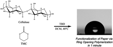 Graphical abstract: Mild and rapid surface initiated ring-opening polymerisation of trimethylene carbonate from cellulose