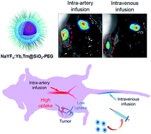 Graphical abstract: Intra-arterial infusion of PEGylated upconversion nanophosphors to improve the initial uptake by tumors in vivo
