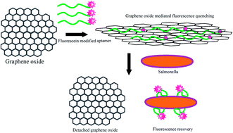 Graphical abstract: A simple aptamer biosensor for Salmonellae enteritidis based on fluorescence-switch signaling graphene oxide