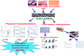 Graphical abstract: Keloid collagen–cell interactions: structural and functional perspective