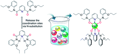 Graphical abstract: An insight into the extraction of transition metal ions by picolinamides associated with intramolecular hydrogen bonding and rotational isomerization