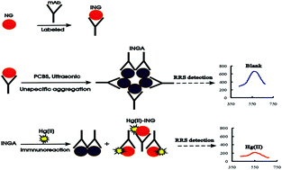 Graphical abstract: A highly sensitive resonance Rayleigh scattering assay for detection of Hg(ii) using immunonanogold as probe