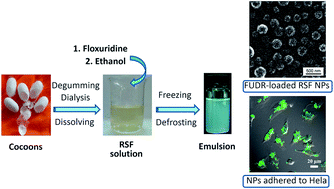 Graphical abstract: Floxuridine-loaded silk fibroin nanospheres