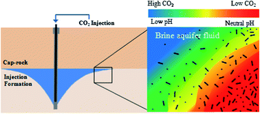 Graphical abstract: CO2 concentration and pH alters subsurface microbial ecology at reservoir temperature and pressure