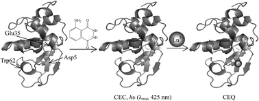 Graphical abstract: Study on the interaction behavior of lysozyme with lanthanide ions by flow injection chemiluminescence analysis