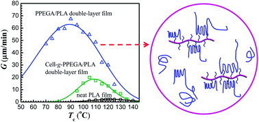 Graphical abstract: Strong enhancements of nucleation and spherulitic growth rates through amplified interfacial effects for immiscible linear polymer/comb-like copolymer double-layer films