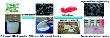 Graphical abstract: The improvement of hemostatic and wound healing property of chitosan by halloysite nanotubes