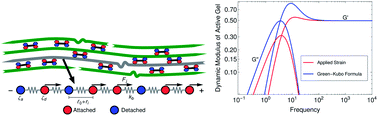 Graphical abstract: A single-chain model for active gels I: active dumbbell model