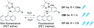 Graphical abstract: Development of highly-sensitive fluorescence PET (photo-induced electron transfer) sensor for water: anthracene–boronic acid ester