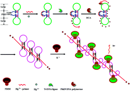 Graphical abstract: Target-responsive dumbbell probe-mediated rolling circle amplification strategy for highly sensitive Hg2+ detection