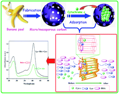 Graphical abstract: Intestine-like micro/mesoporous carbon built of chemically modified banana peel for size-selective separation of proteins