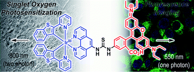 Graphical abstract: Lysosome-specific one-photon fluorescence staining and two-photon singlet oxygen generation by molecular dyad