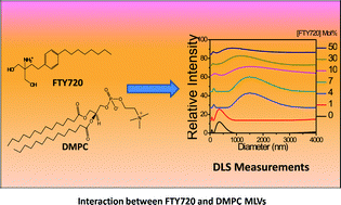 Graphical abstract: A molecular level understanding of interaction between FTY720 (Fingolimod hydrochloride) and DMPC multilamellar vesicles