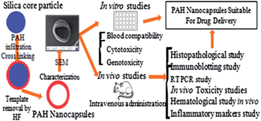 Graphical abstract: Biocompatibility and genotoxicity studies of polyallylamine hydrochloride nanocapsules in rats