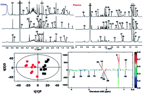 Graphical abstract: NMR-based metabolomic studies reveal changes in biochemical profile of urine and plasma from rats fed with sweet potato fiber or sweet potato residue