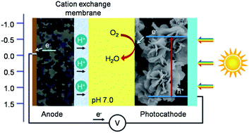 Graphical abstract: Solar-assisted dual chamber microbial fuel cell with a CuInS2 photocathode