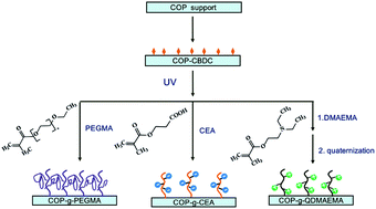 Graphical abstract: Surface modification of cycloolefin polymer via surface-initiated photoiniferter-mediated polymerization for suppressing bioadhesion