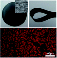 Graphical abstract: Biomimetic graphene oxide–hydroxyapatite composites via in situ mineralization and hierarchical assembly