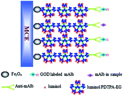 Graphical abstract: Highly sensitive ECL immunosensor based on multi-labeling of luminol via a dendrimer on Fe3O4 nanoparticles