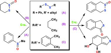 Graphical abstract: Enzyme-catalysed oxidation of 1,2-disulfides to yield chiral thiosulfinate, sulfoxide and cis-dihydrodiol metabolites