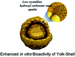 Graphical abstract: Advanced yolk–shell hydroxyapatite for bone graft materials: kilogram-scale production and structure-in vitro bioactivity relationship