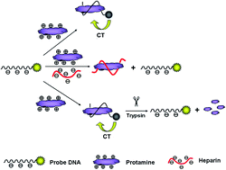 Graphical abstract: A fluorescence assay for the trace detection of protamine and heparin