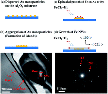 Graphical abstract: Fe whisker growth revisited: effect of Au catalysis for [02 [[1 with combining macron]] ] oriented nanowires with 100 nm diameter