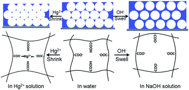 Graphical abstract: Inverse opal hydrogel sensor for the detection of pH and mercury ions