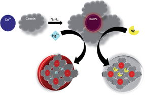 Graphical abstract: A facile route to synthesize casein capped copper nanoparticles: an effective antibacterial agent and selective colorimetric sensor for mercury and tryptophan