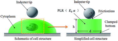 Graphical abstract: Power-law rheology characterization of biological cell properties under AFM indentation measurement