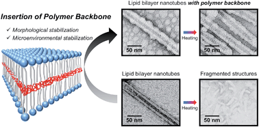 Graphical abstract: Creation of a polymer backbone in lipid bilayer membrane-based nanotubes for morphological and microenvironmental stabilization