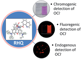 Graphical abstract: A rhodamine–quinoline based chemodosimeter capable of recognising endogenous OCl− in human blood cells