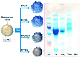 Graphical abstract: Effect of surface properties in protein corona development on mesoporous silica nanoparticles