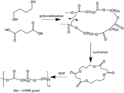 Graphical abstract: Synthesis of poly(butylene succinate) through oligomerization–cyclization–ROP route