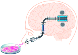 Graphical abstract: Rapid differentiation of microbial cultures based on the analysis of headspace volatiles by atmospheric pressure chemical ionization mass spectrometry