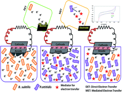 Graphical abstract: Bio-electrocatalyzed electron efflux in Gram positive and Gram negative bacteria: an insight into disparity in electron transfer kinetics