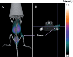 Graphical abstract: Novel 99mTc radiolabeled folate complexes with PEG linkers for FR-positive tumor imaging: synthesis and biological evaluation